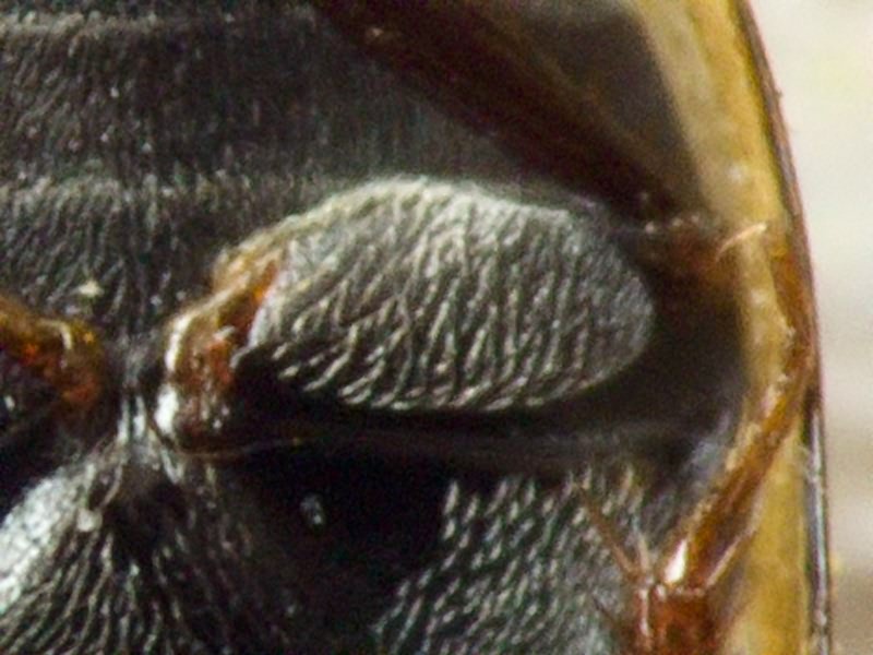 Anacaena limbata (Fabricius, 1792)